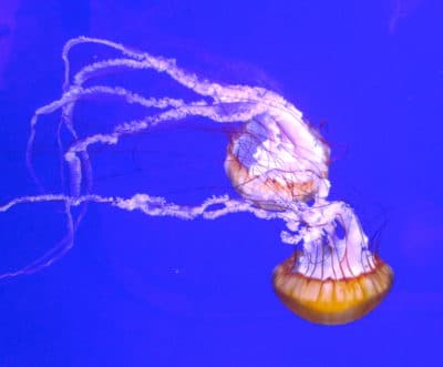 mesmerizing-jellyfish-Oregon Aquarium